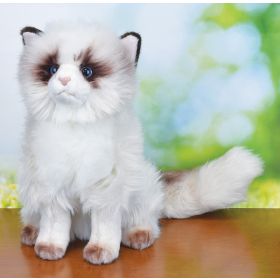 TASHA HIMALAYAN CAT